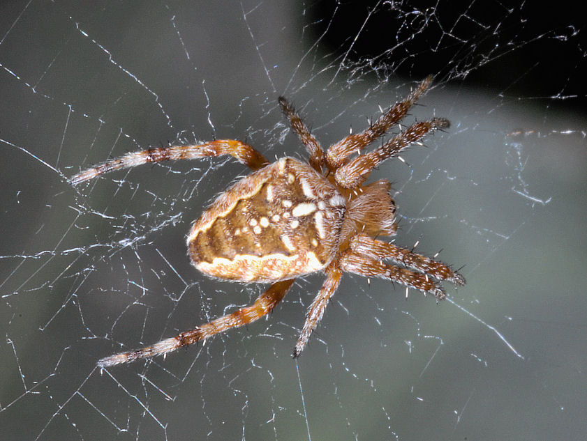 Araneus diadematus